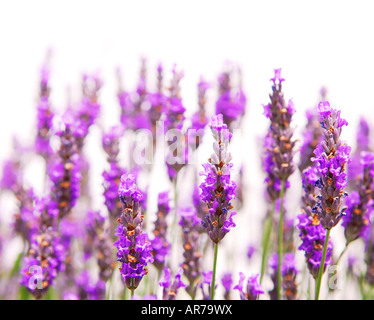 Botanischen Hintergrund Lavendel Pflanze isoliert auf weiss Stockfoto