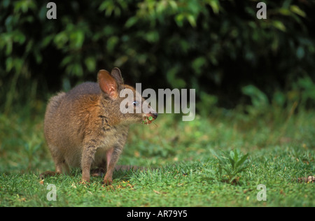 Red-necked Pademelon Thylogale Thetis Juvenile fotografiert in Queensland-Australien Stockfoto