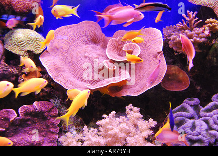 Turbinaria mesenterina Koralle, Coral World Underwater Observatory und Aquarium, Eilat, South District, Israel Stockfoto