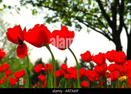 Rote Tulpen Blumen blühen im Frühjahr Feld Baum im Hintergrund Stockfoto