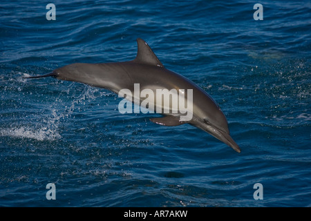 langer Schnabel gemeinsamen Delphin Delphinus Capensis springen Sea of Cortez Baja California Mexiko Stockfoto