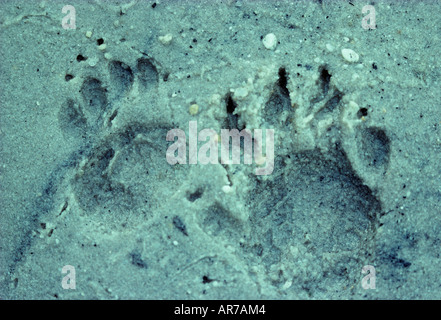 Beutelteufel Sarcophilus Harrisii Spuren im Sand fotografiert in Tasmanien Australien Stockfoto