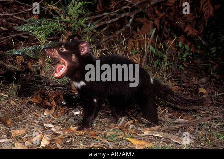 Beutelteufel Sarcophilus Harrisii fotografiert in Tasmanien Australien, Juvenile Knurren Stockfoto