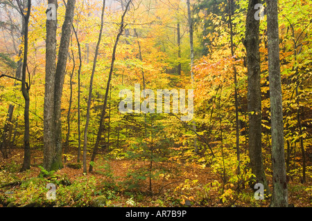 Sanderson Brook. Chester-stiegen Staatswald. Connecticut River Nebenfluss. Chester, Massachusetts. Stockfoto