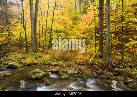 Sanderson Brook. Chester-stiegen Staatswald. Connecticut River Nebenfluss. Chester, Massachusetts. Stockfoto