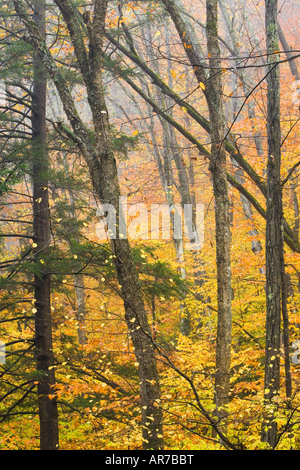 Sanderson Brook. Chester-stiegen Staatswald. Connecticut River Nebenfluss. Chester, Massachusetts. Stockfoto