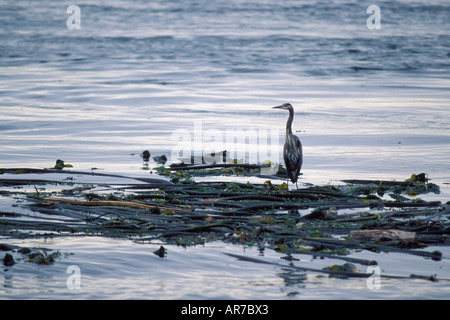 Great Blue Heron Adea Heodias Angeln bei Sonnenuntergang Freitag Hafen Lopez Insel San Juan Islands Washington Stockfoto