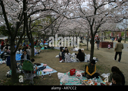 Japanische Leute genießen ein Picknick unter den Frühlingsblüten Kirsche in Osaka Castle park Kansai Japan Asien Stockfoto