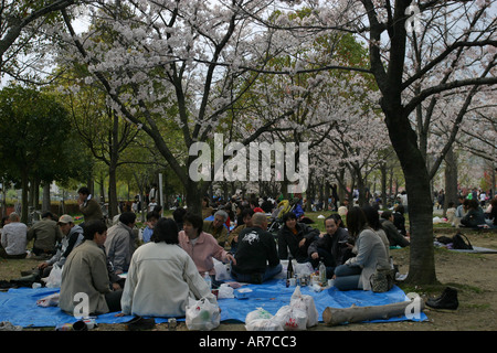 Japanische Leute genießen ein Picknick unter den Frühlingsblüten Kirsche in Osaka Castle park Kansai Japan Asien Stockfoto