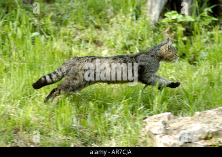 Gemeinsamen wilden Katze Europäische Wild Katze Europaeische Wildkatze Felis silvestris Stockfoto