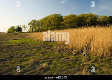 Salzwiesen im Frühjahr. Strawberry Hill Preserve in Ipswich, Massachusetts. Stockfoto