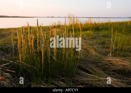 Salzwiesen im Frühjahr. Strawberry Hill Preserve in Ipswich, Massachusetts. Eagle Hill River. Stockfoto