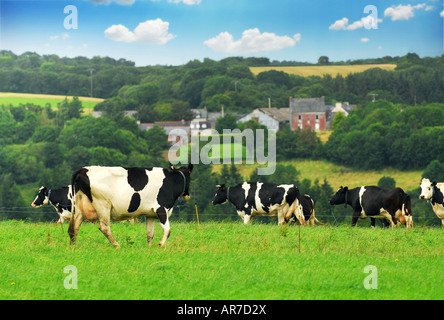 Grasende Kühe auf einer grünen Weide in ländlichen Brittany France Stockfoto