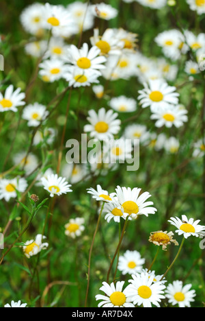 Weißen wilden Gänseblümchen blühen im Sommerwiese Stockfoto