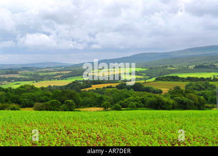 Scenic view on summer agricultural landscape in Brittany France Stockfoto