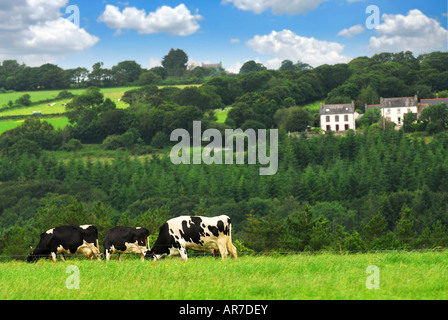 Kühe grasen auf einer grünen Weide in ländlichen Brittany France Stockfoto