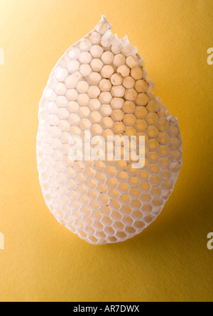 Honig-Kamm Nahaufnahme Makro Bienen Honig Nest Bienenstock süßen natürlichen einfach gelb Golden Bio Stockfoto