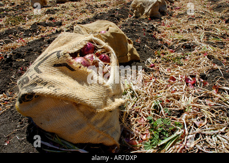Frisch geerntete rote Zwiebeln in Sackleinen Säcke auf dem Boden in einem bebaute Feld Stockfoto
