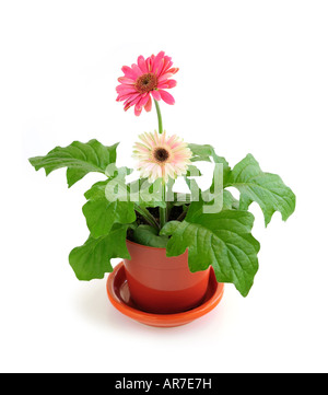 Topfpflanze Zimmerpflanze rosa Gerbera isoliert auf weißem Hintergrund Stockfoto