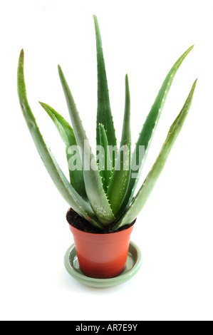 Aloe-Pflanze in einem Topf isoliert auf weißem Hintergrund Stockfoto