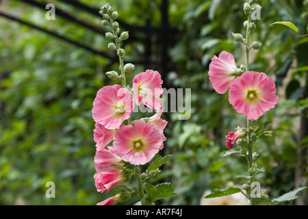 Blüten rosa Stockrose Stockfoto