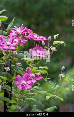 Blühende Clematis Blumen Stockfoto