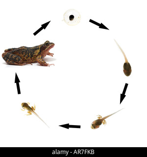 Gemeinsamen Frosch-Lifecycle-Sequenz zeigt die Entwicklung vom Frogspawn über Kaulquappe zum Erwachsenen Frosch Rana temporaria Stockfoto