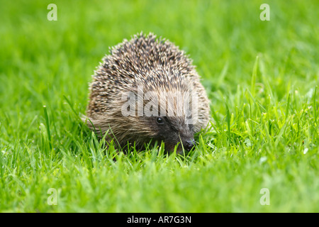 Westlichen Igel Erinaceus Europaeus Futtersuche in einem Garten auf einer Rasenfläche Stockfoto