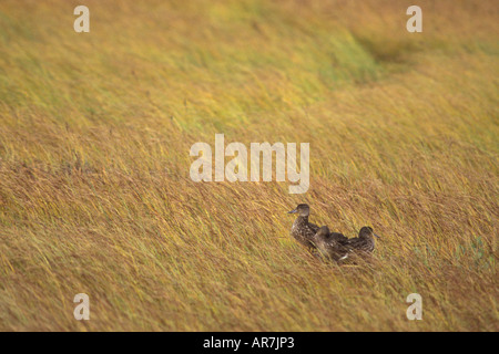 geflügelte Teal Anas Discors Weibchen mit ihren Jungen auf 1002 coastal plain Arctic National Wildlife Refuge Alaska blau Stockfoto