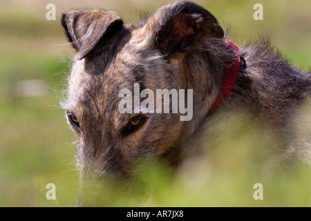 Gestromte Lurcher ruhen lange Gras Stockfoto