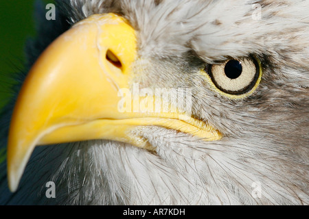 Weißkopf-Seeadler ist im Cabarceno Naturreservat in der Nähe von Santander in Nordspanien gesehen. Stockfoto