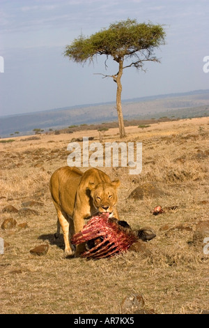 Löwin, die Fütterung auf Wildebeast auf der Massai Mara, Kenia, Ostafrika Stockfoto
