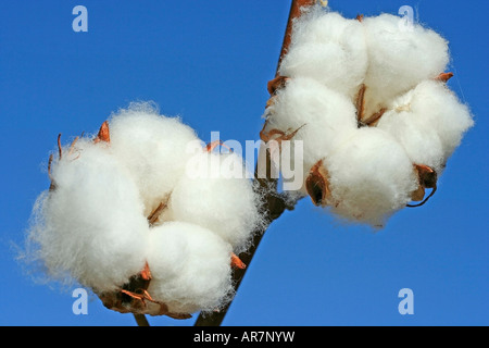 Baumwolle Gossypium sp. Stockfoto