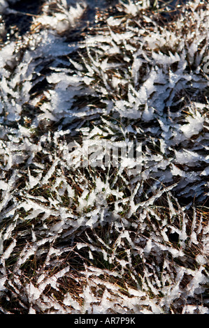 Eiskristalle auf Rasen, Grasmere, Lake District, England Stockfoto