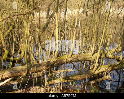 alten Baumbestand winter Stream Epping forest Stockfoto