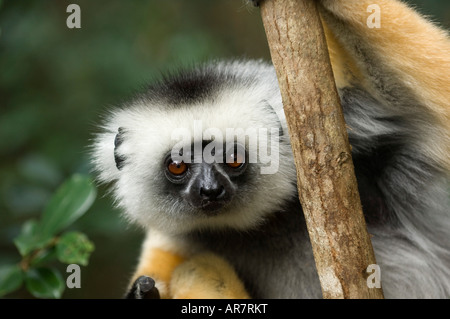 Matrizengeformte Sifaka, Propithecus Diadema, Vakona Forest Reserve, Andasibe-Mantadia Nationalpark, Madagaskar Stockfoto