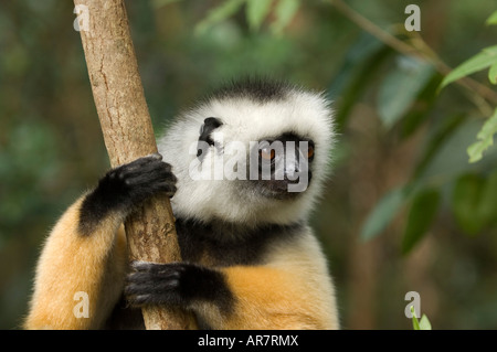 Matrizengeformte Sifaka, Propithecus Diadema, Vakona Forest Reserve, Andasibe-Mantadia Nationalpark, Madagaskar Stockfoto