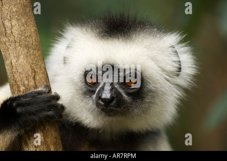 Matrizengeformte Sifaka, Propithecus Diadema, Vakona Forest Reserve, Andasibe-Mantadia Nationalpark, Madagaskar Stockfoto