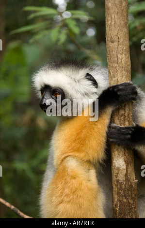 Matrizengeformte Sifaka, Propithecus Diadema, Vakona Forest Reserve, Andasibe-Mantadia Nationalpark, Madagaskar Stockfoto