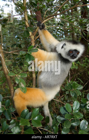 Matrizengeformte Sifaka, Propithecus Diadema, Vakona Forest Reserve, Andasibe-Mantadia Nationalpark, Madagaskar Stockfoto