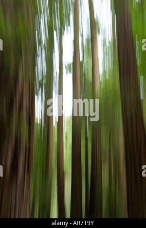 Eine abstrahierte Bild, unter Verwendung von hohen Bäumen in einem Wald in der Kamera verwischen. Stockfoto