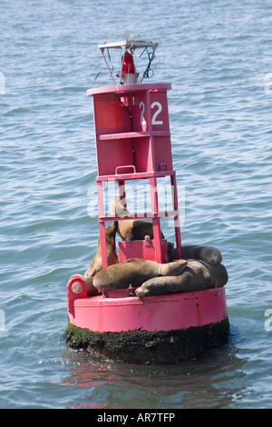 Eine Gruppe von verschlafenen Seelöwen in der Sonne auf einer roten Boje entspannen. Stockfoto