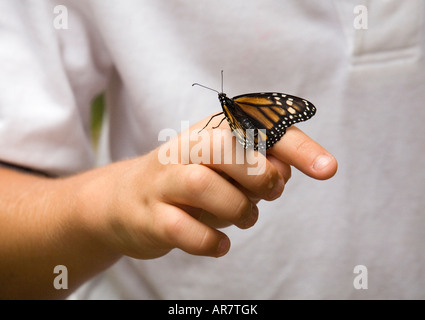 Eine Nahaufnahme Bild ein Monarchfalter thront auf ein Kind Finger. Stockfoto