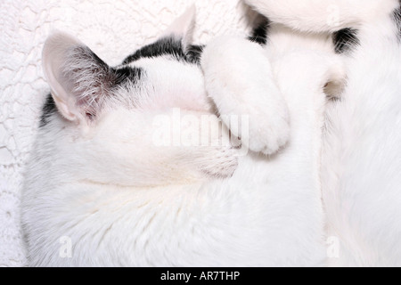 Porträt einer jungen schwarzen und weißen Katze (Felis Catus), die schlafend mit einer Pfote über ihrem Auge aufgewellt ist Stockfoto