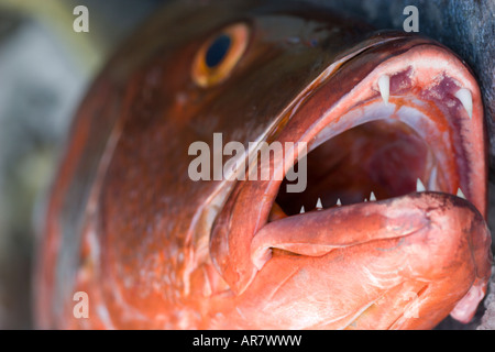 Pargo Red Snapper Fisch Stockfoto