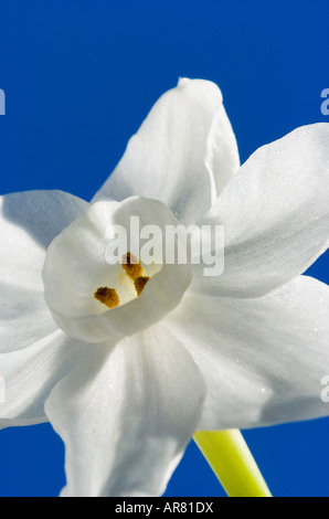 Nahaufnahme von einer weißen Jonquil auf eine helle blaue Hintergrund Stockfoto