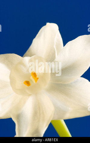 Nahaufnahme von einer weißen Jonquil auf eine helle blaue Hintergrund Stockfoto