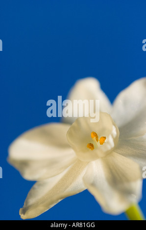Nahaufnahme von einer weißen Jonquil auf eine helle blaue Hintergrund Stockfoto