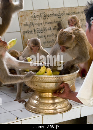 Affen in ein gefundenes Fressen am Mount Popa-Tempel in Myanmar Stockfoto