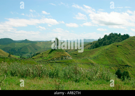 Einsamer Baum auf einem Hügel im King Country eine weite grüne Landschaft Nordinsel Neuseeland Stockfoto